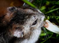 Imagine atasata: DSC_0511.jpg